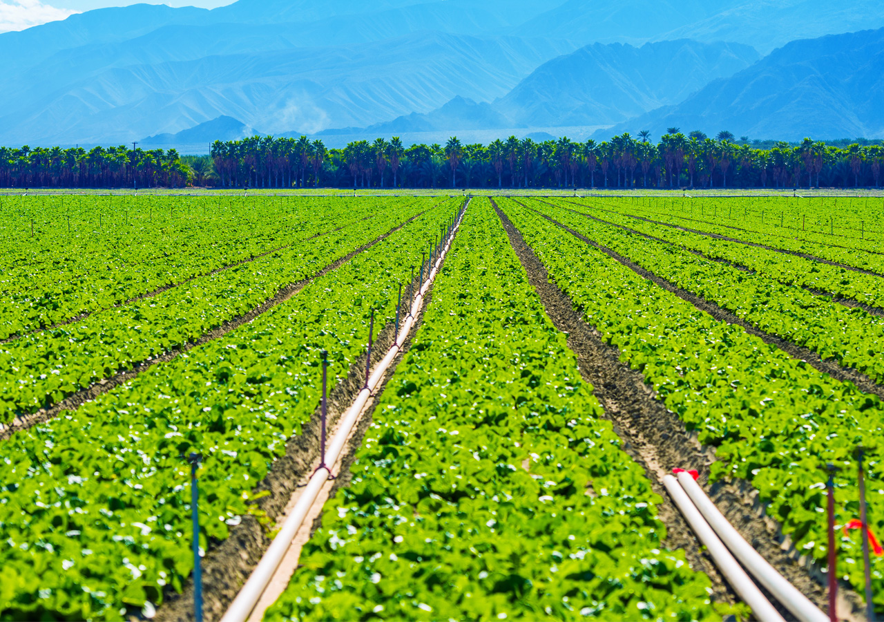 Growing vegetables are trending in hillside