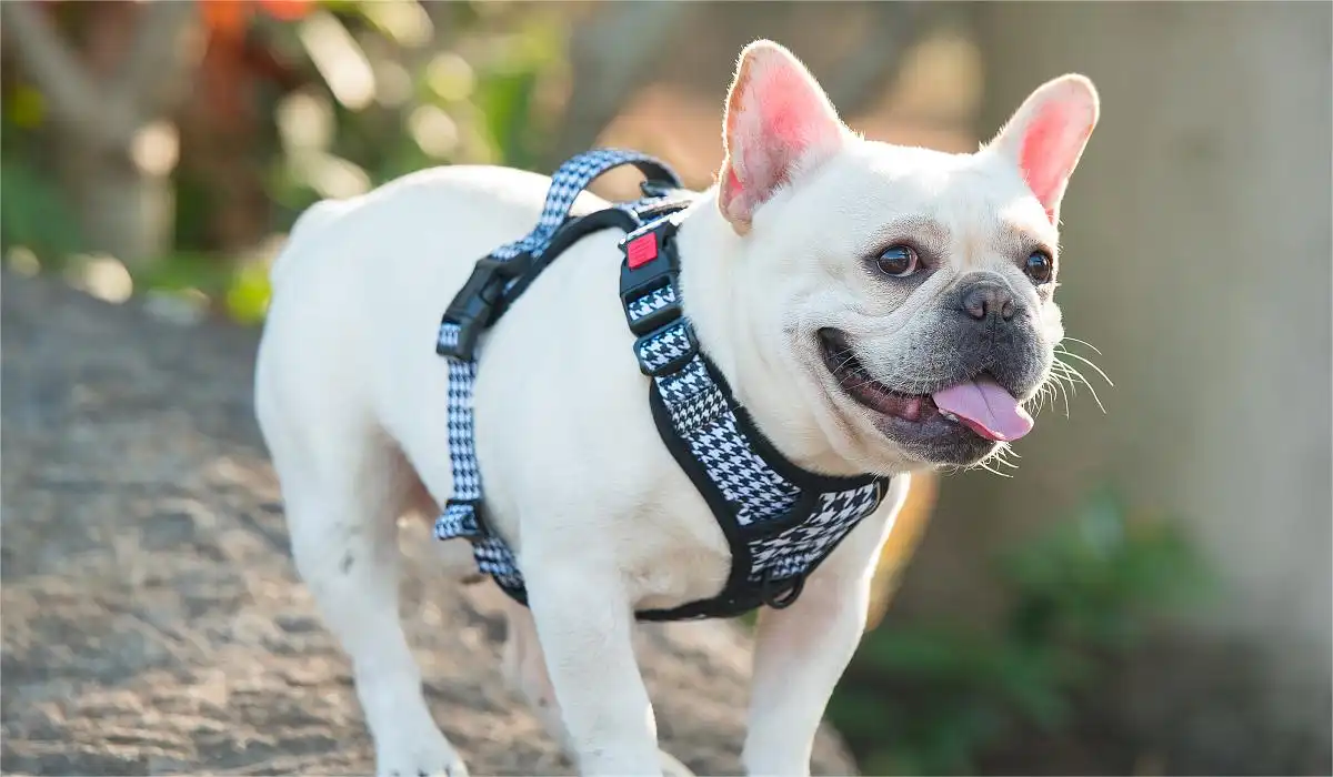 French Bulldog Essentials: Understanding, Care, and Companionship