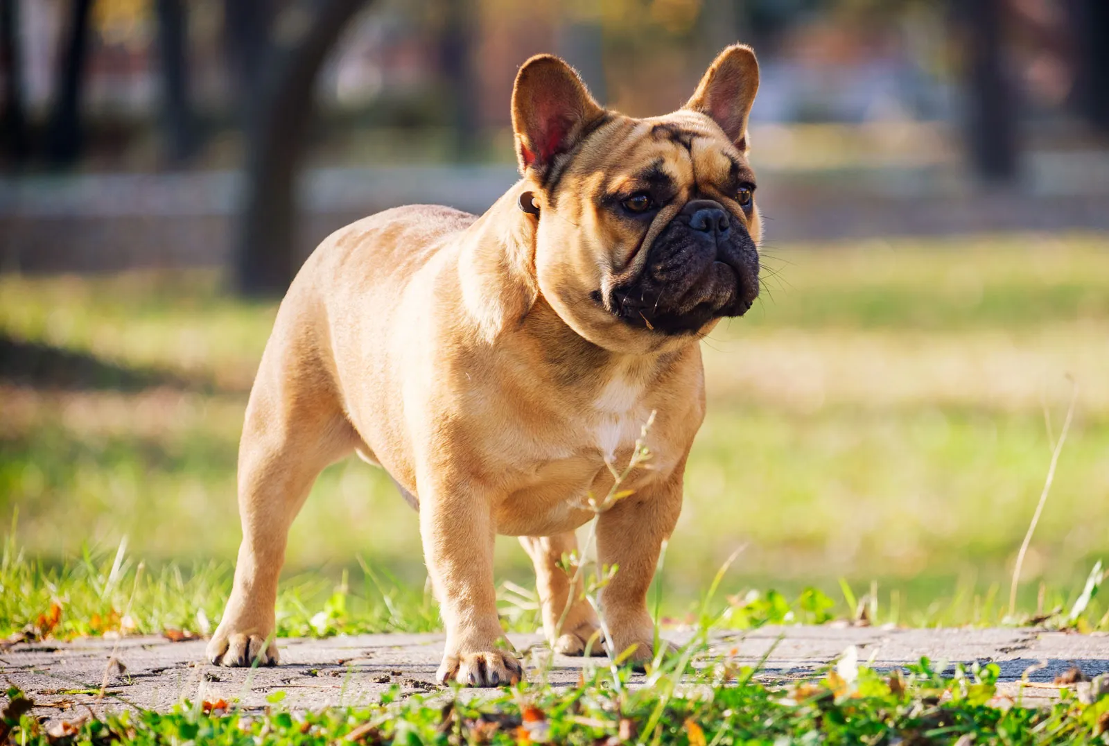 French Bulldog Breed Description