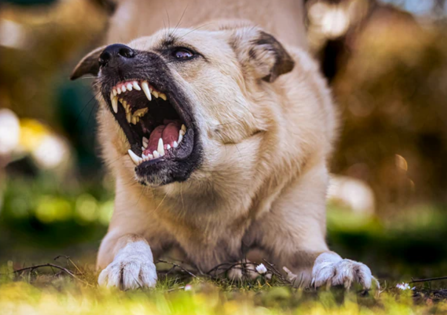 Stubborn Dog Behavior and the Challenges of Training