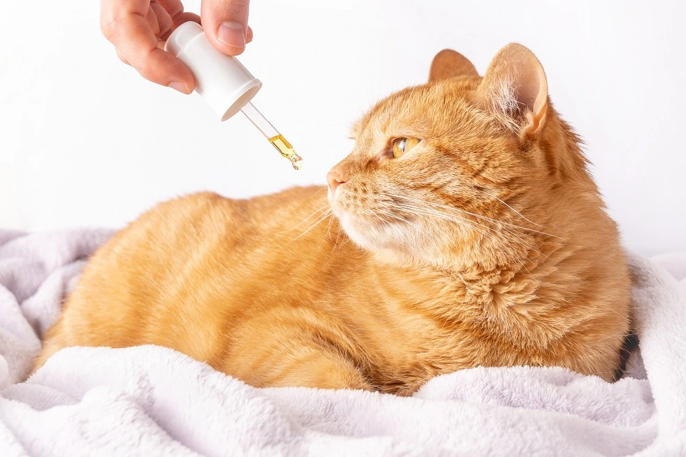 How Can CBD Oil Help With Cat Anxiety?