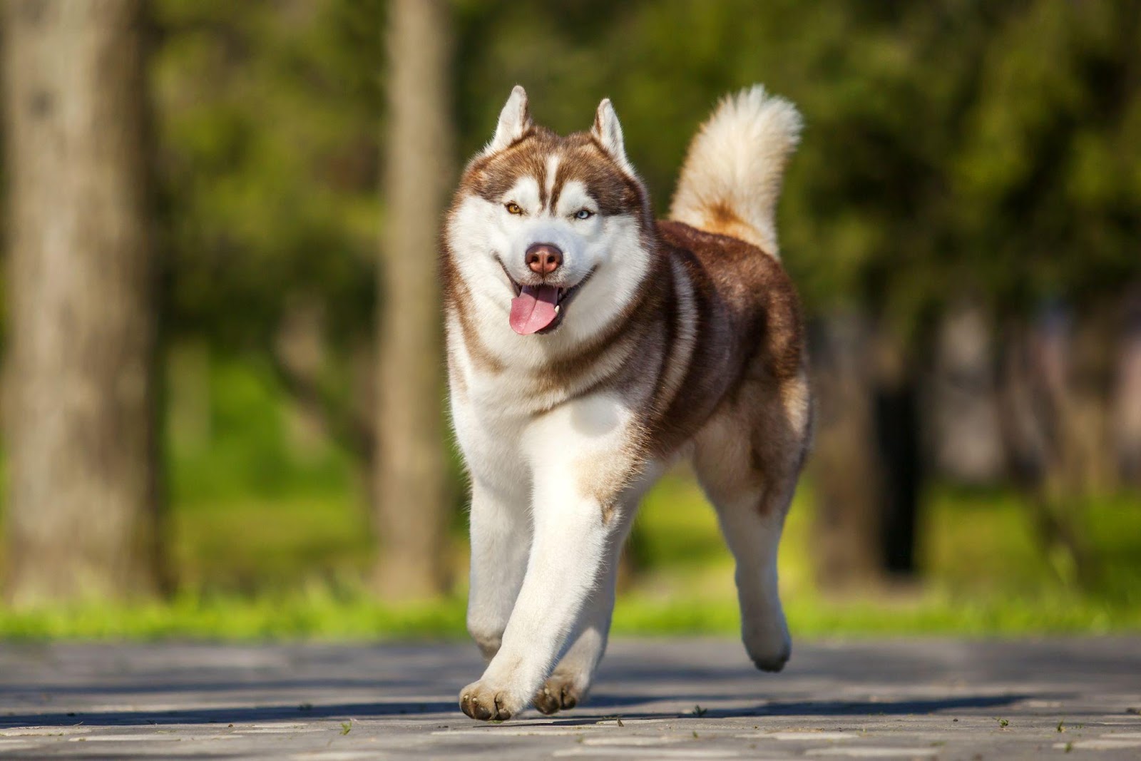 Best Dog Food for a Siberian Husky