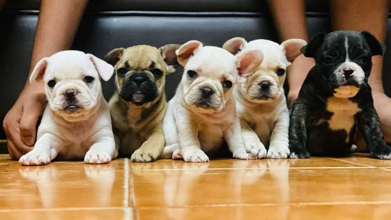 French Bulldog Puppies Near Me in Boston Raised in Nurturing, Personal Settings
