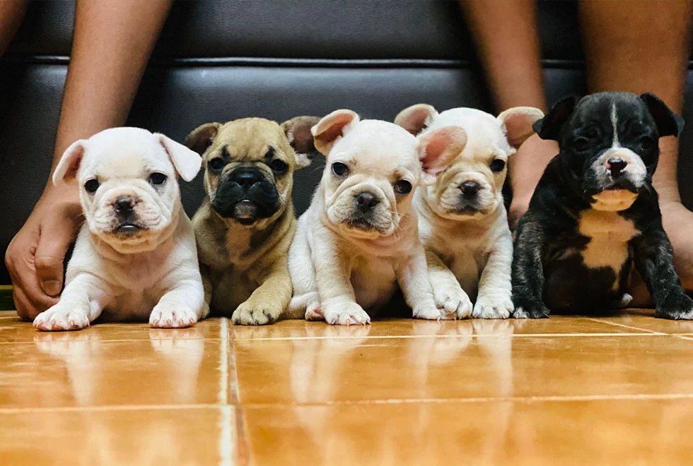 French Bulldog Puppies Near Me in Boston Raised in Nurturing, Personal Settings